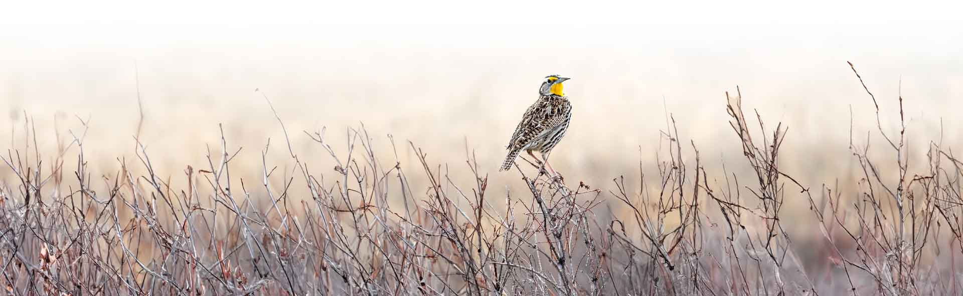 Montana Western Meadowlark on bushes